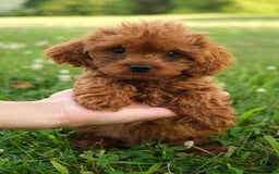 Cavapoo dogs for sale: Marty - Image 1