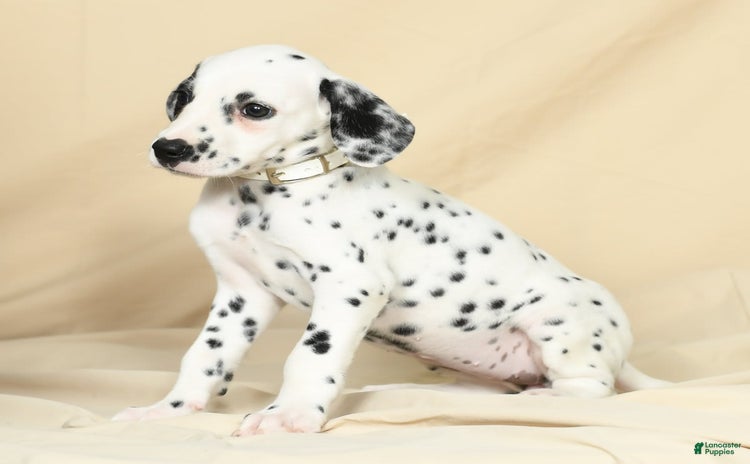 Dalmatian dogs for sale - Ad 3
