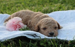 Miniature Poodle dogs for sale: Andre - Image 2