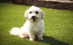 Havanese dogs for sale: Roo - Image 12