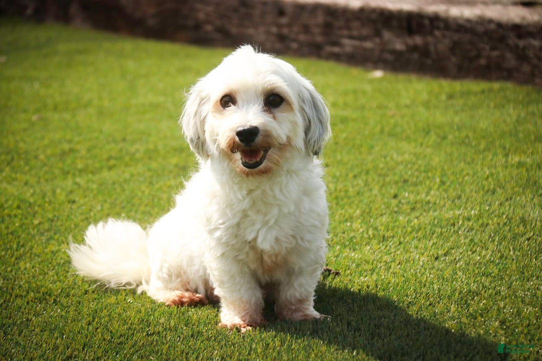 Havanese dogs for sale: Roo - Image 12