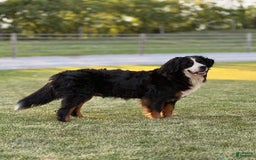 Bernedoodle dogs for sale: Sparky - Image 5