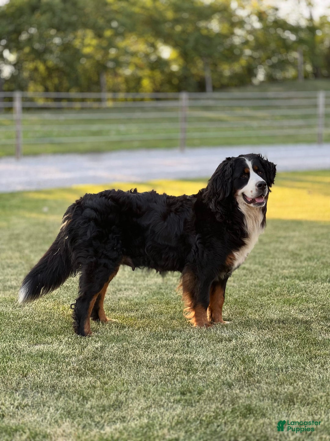 Bernedoodle dogs for sale: Sparky - Image 5