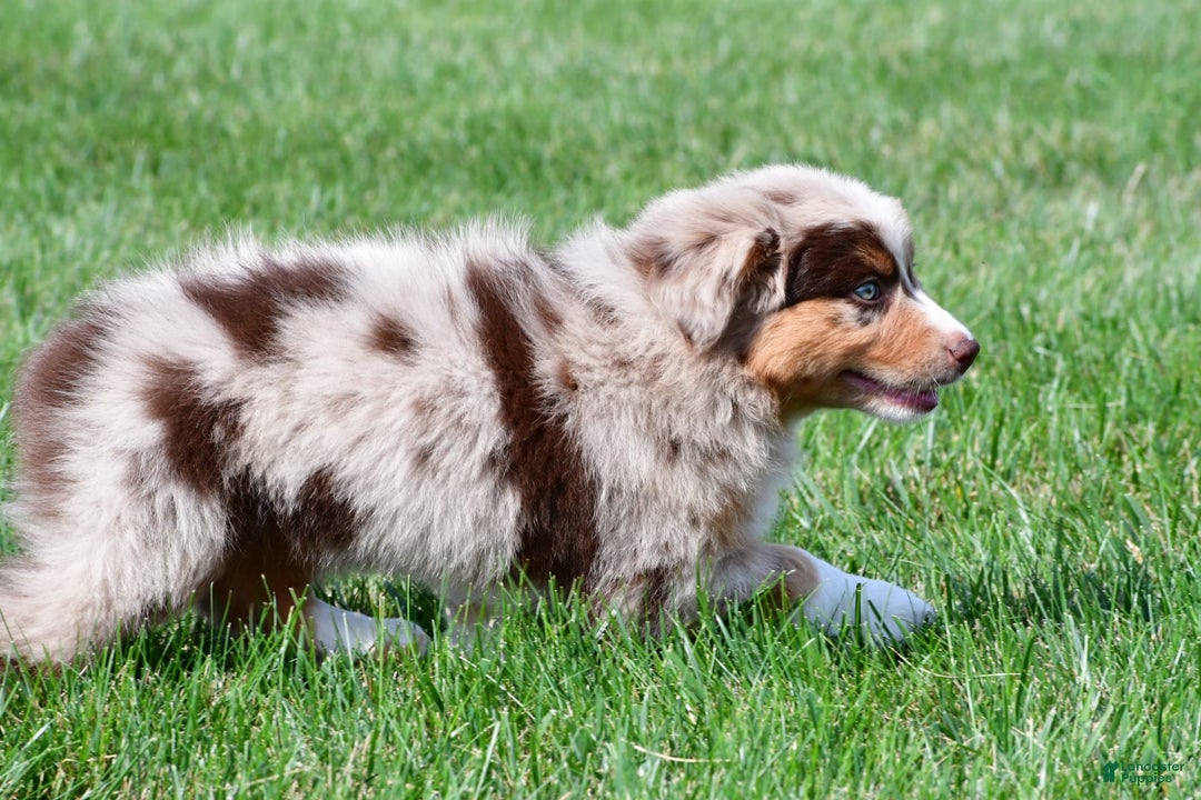 Australian Shepherd dogs for sale: Australian Shepherd 7 puppies - Image 21