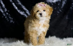 Maltipoo dogs for sale: Willow - Image 5