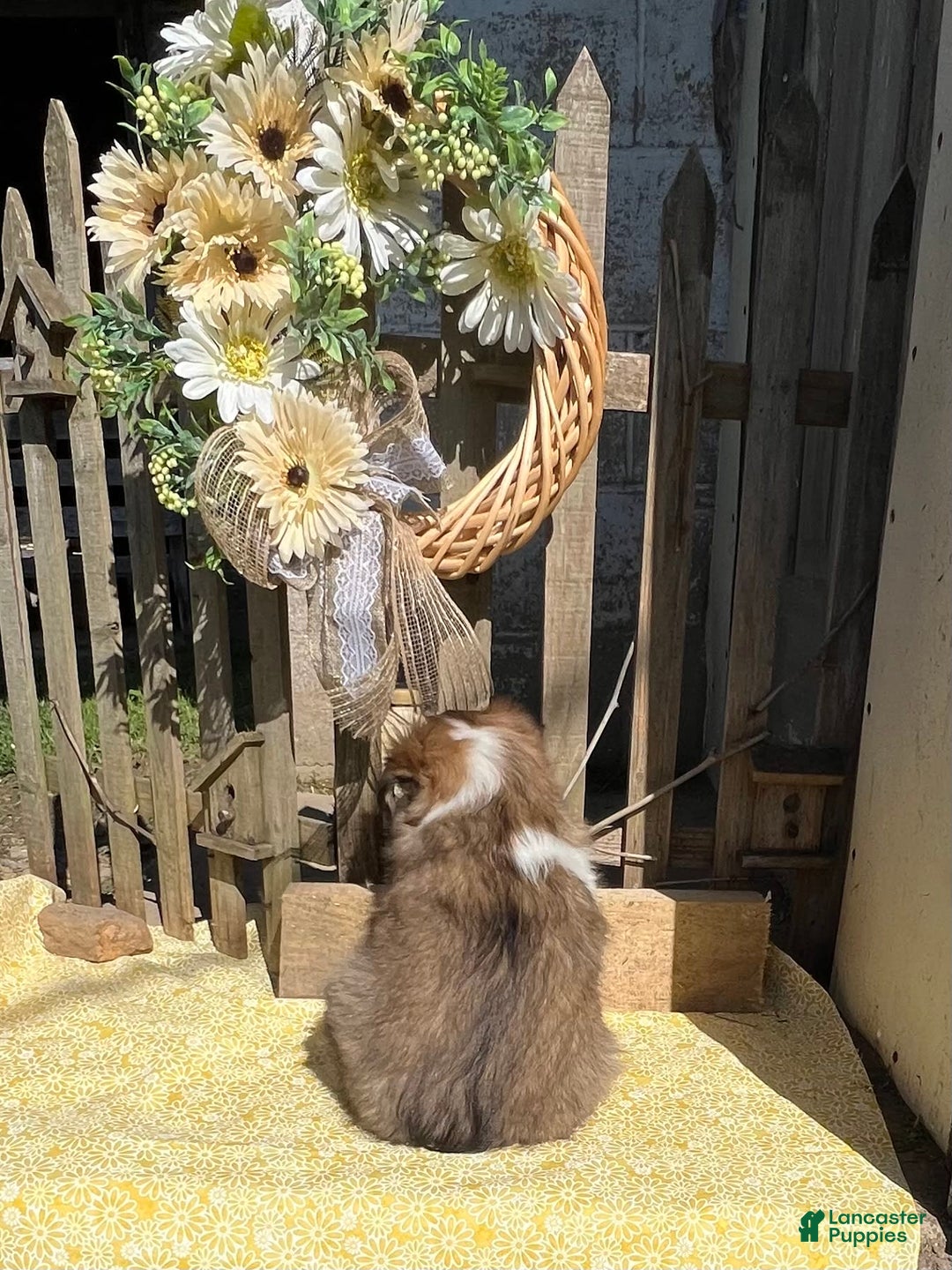 Shetland Sheepdog dogs for sale: Pam - Image 7