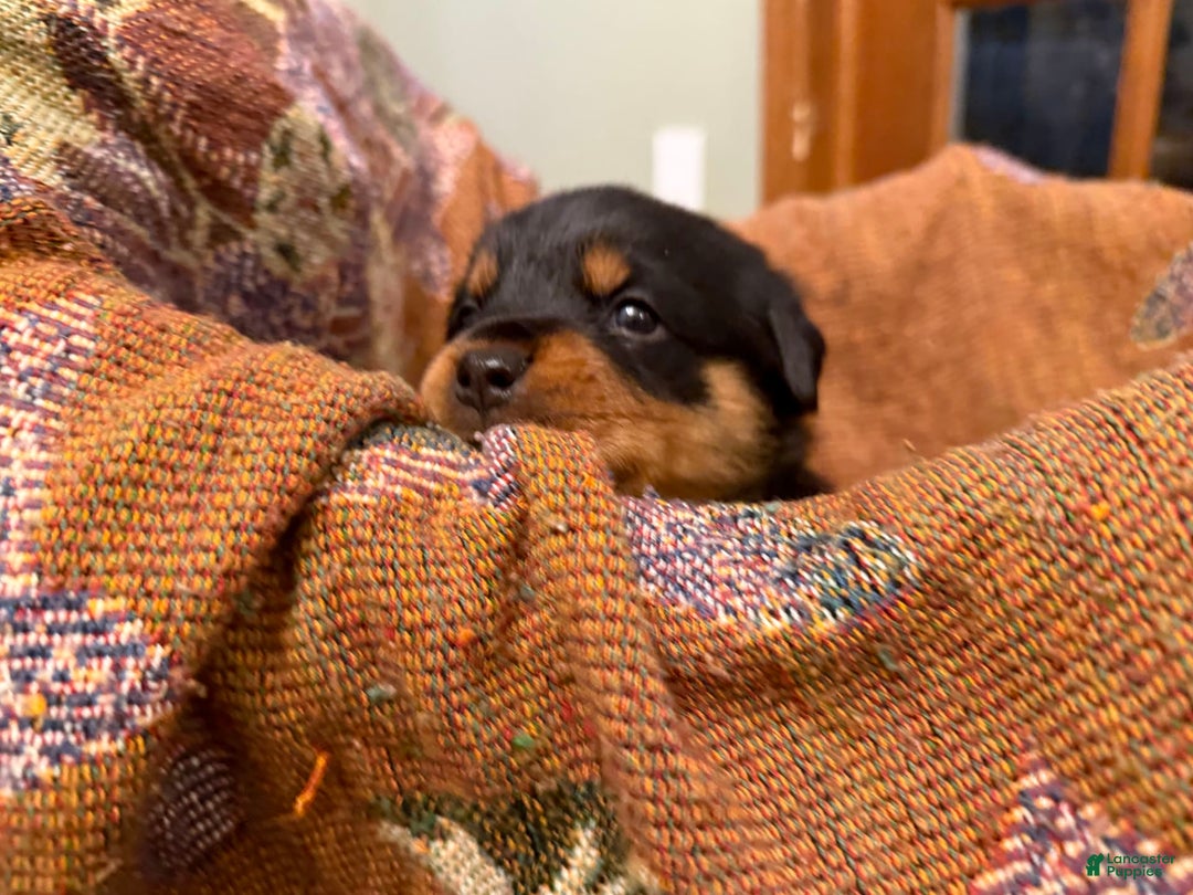Rottweiler dogs for sale: Briggs - Image 7