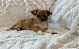 Chihuahua dogs for sale: Finn - Image 13