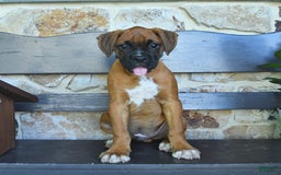 Boxer dogs for sale: Frederick - Image 4