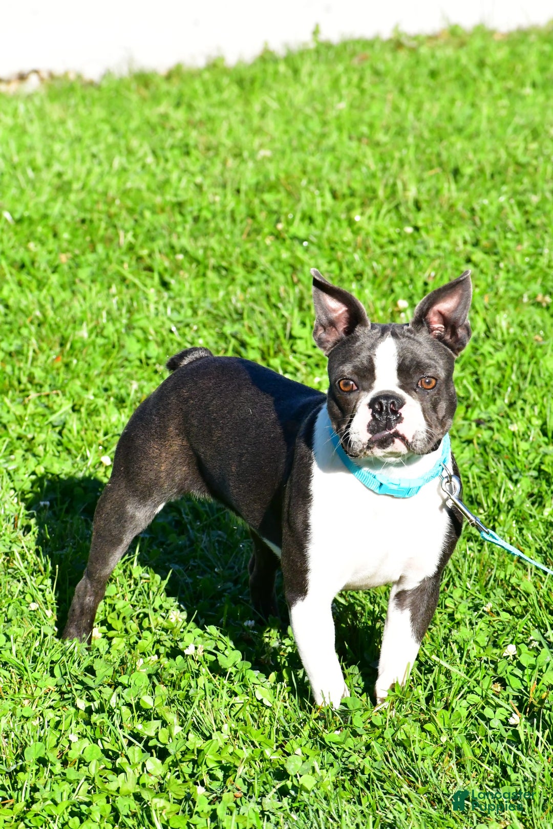 Frenchton dogs for sale: Bingo - Image 6