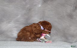 Mini Goldendoodle dogs for sale: Cami - Image 5
