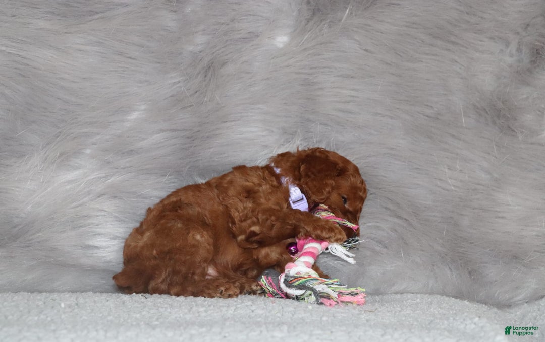 Mini Goldendoodle dogs for sale: Cami - Image 5