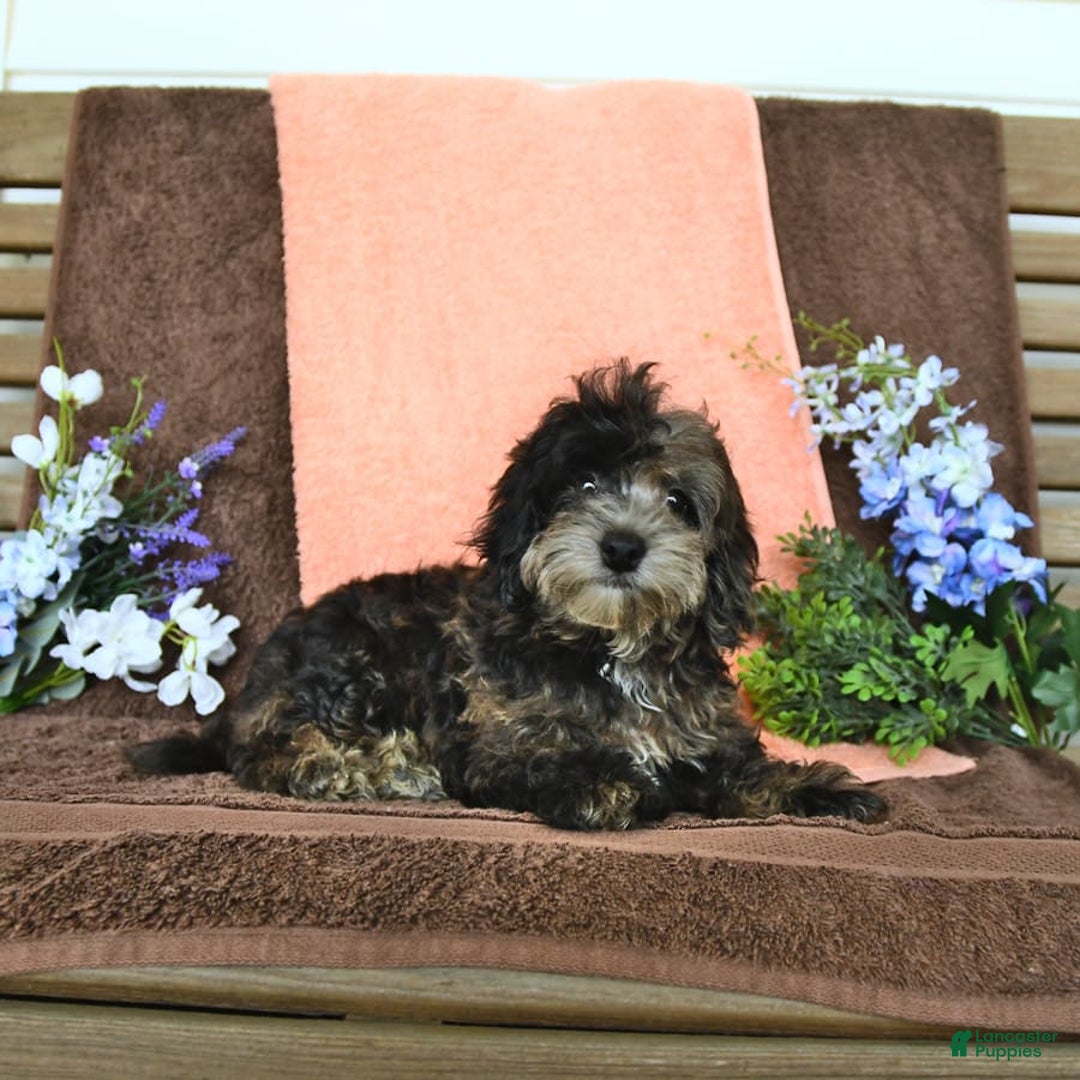 Miniature Poodle dogs for sale: Oakley - Image 5