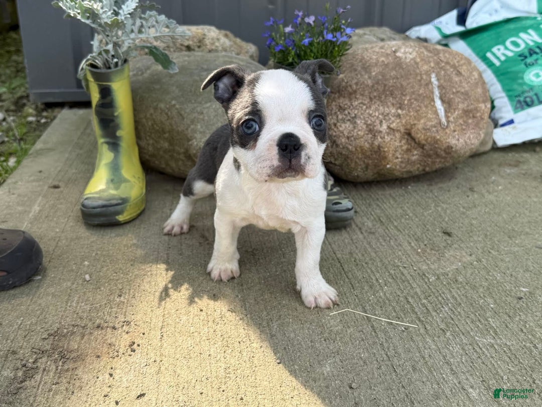 Boston Terrier dogs for sale: Taffy - Image 1