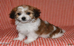 Havanese dogs for sale: Chunky Monkey - Image 3