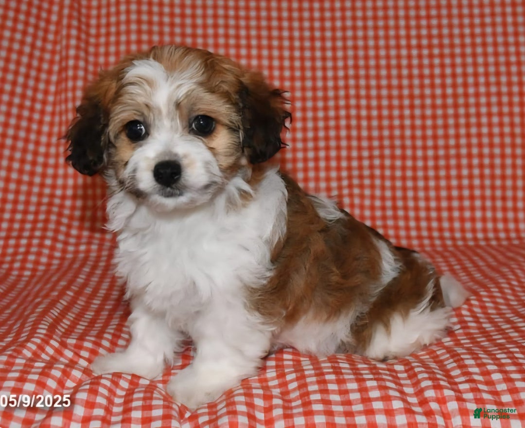 Havanese dogs for sale: Chunky Monkey - Image 3