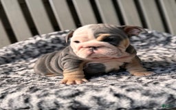English Bulldog dogs for sale: Blue tri - Image 3
