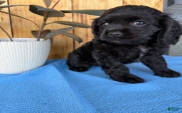 Cocker Spaniel dogs for sale: Tina - Image 3
