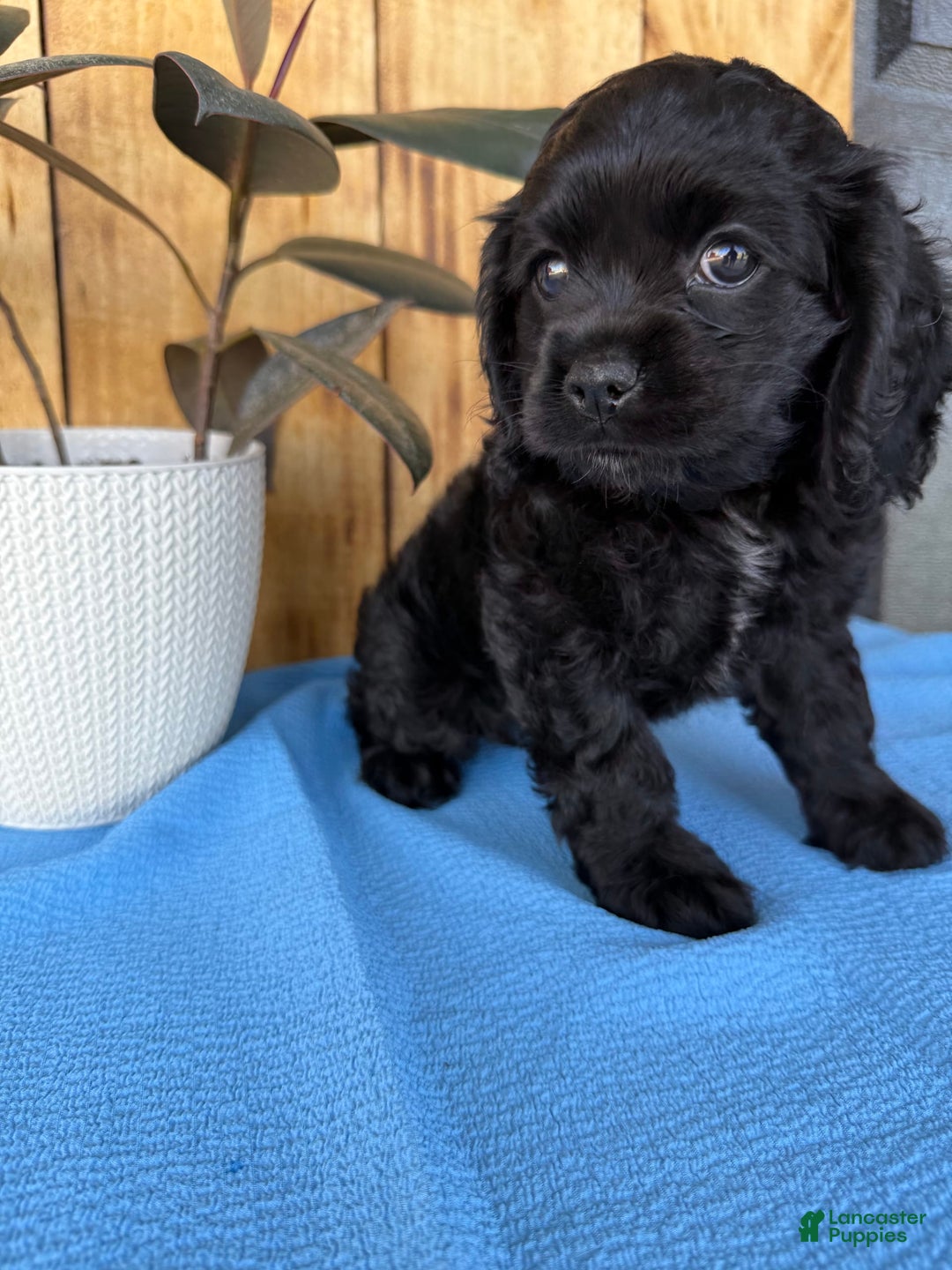 Cocker Spaniel dogs for sale: Tina - Image 3