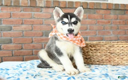 Gerberian Shepsky dogs for sale: Bellamy - Image 3