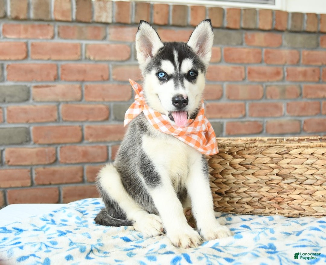 Gerberian Shepsky dogs for sale: Bellamy - Image 3