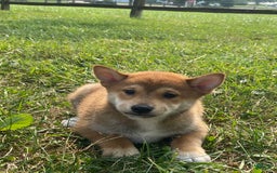 Shiba Inu dogs for sale: Isaak - Image 1
