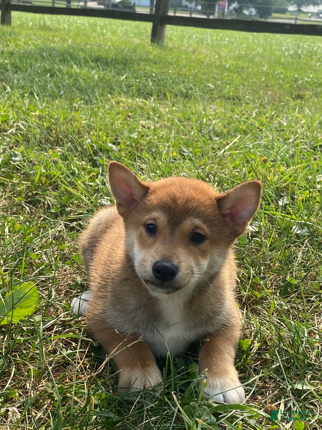 Shiba Inu dogs for sale: Isaak - Image 1