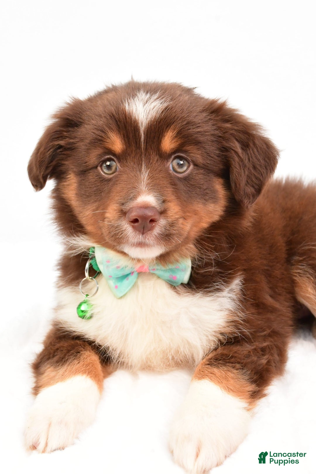 Miniature Australian Shepherd dogs for sale: Tasha - Image 4