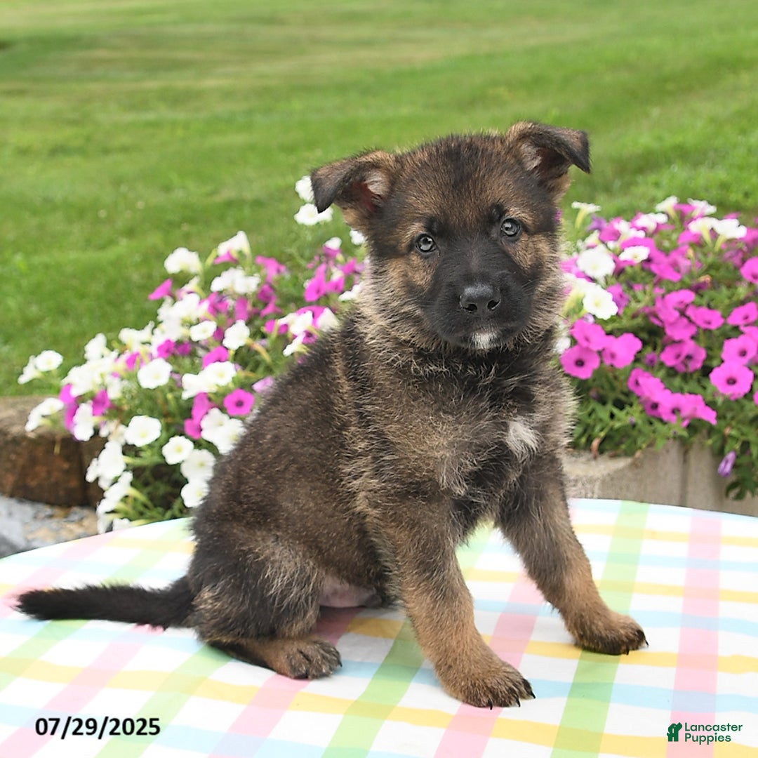 German Shepherd dogs for sale: Brutus - Image 4