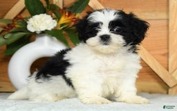 Teddy Bear dogs for sale: Summer - Image 7