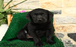Labrador Retriever dogs for sale: Tiramisu - Image 5