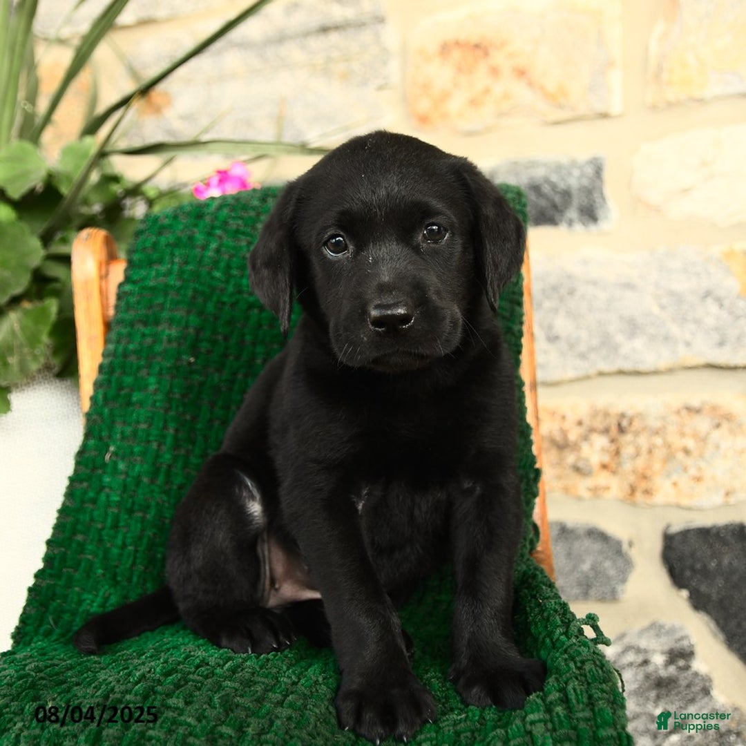 Labrador Retriever dogs for sale: Tiramisu - Image 5