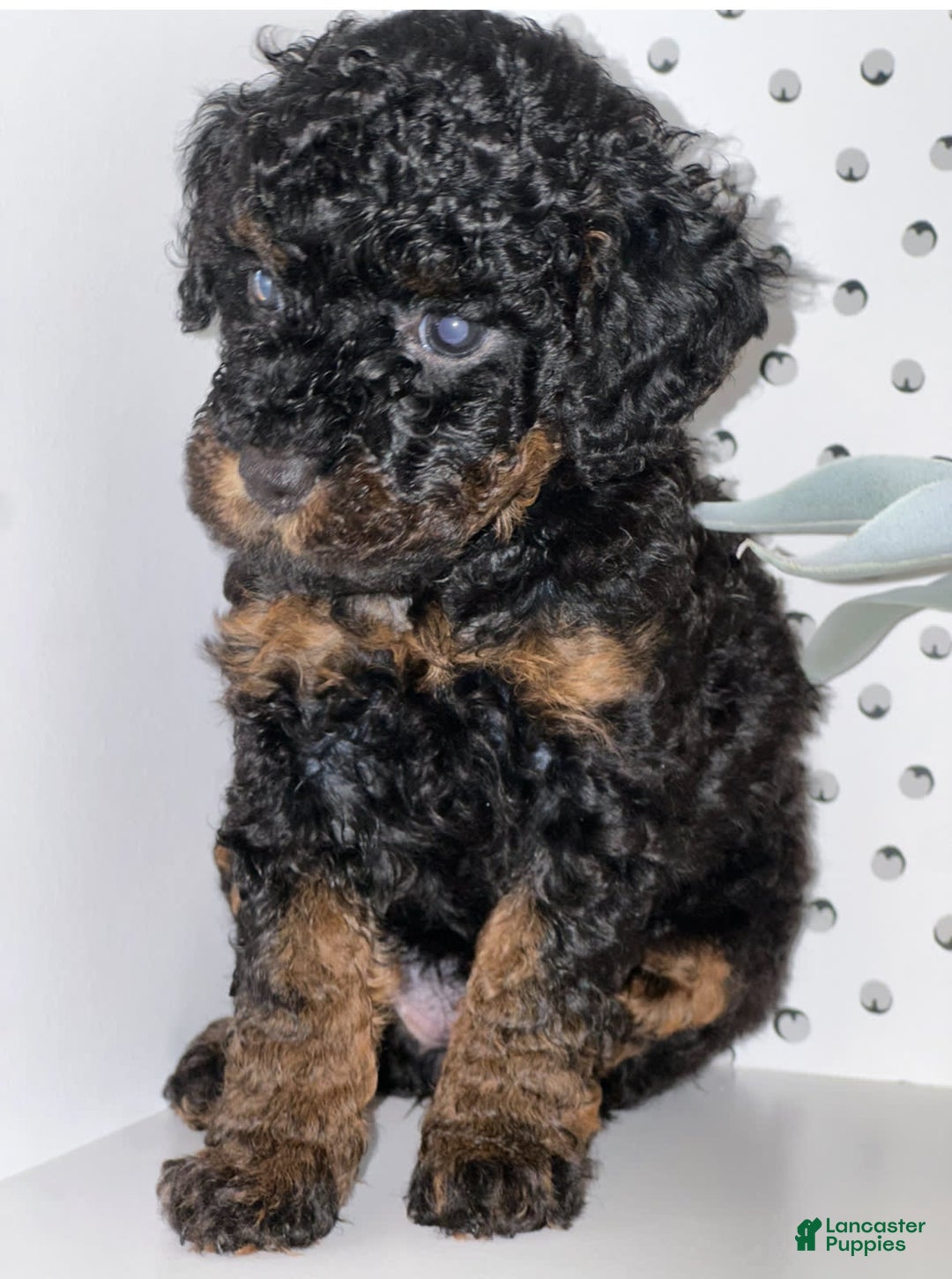 Cockapoo dogs for sale: Nova - Image 3