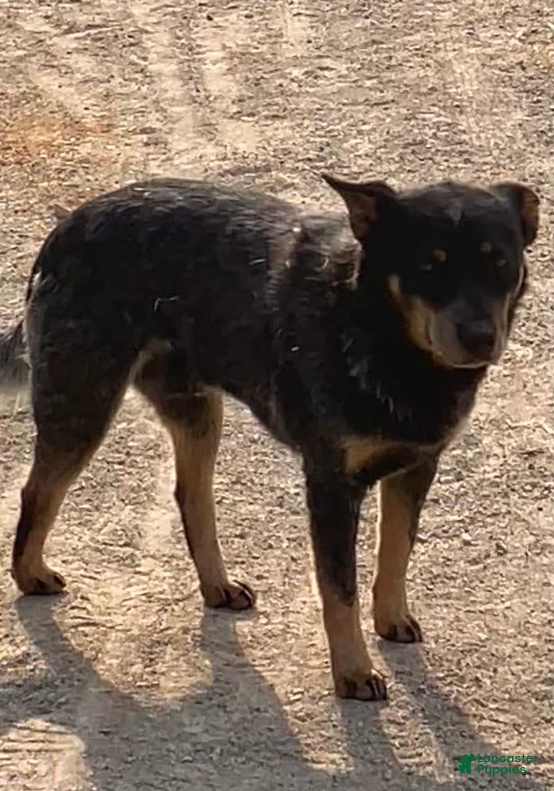 Australian Cattle Dog dogs for sale: Bloom - Image 7