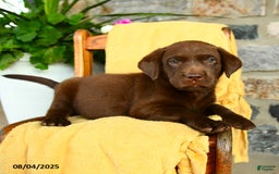 Labrador Retriever dogs for sale: Whiskey - Image 5
