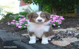 Australian Shepherd dogs for sale: Bubbles - Image 1