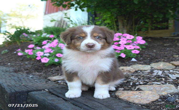 Australian Shepherd dogs for sale - Ad 5