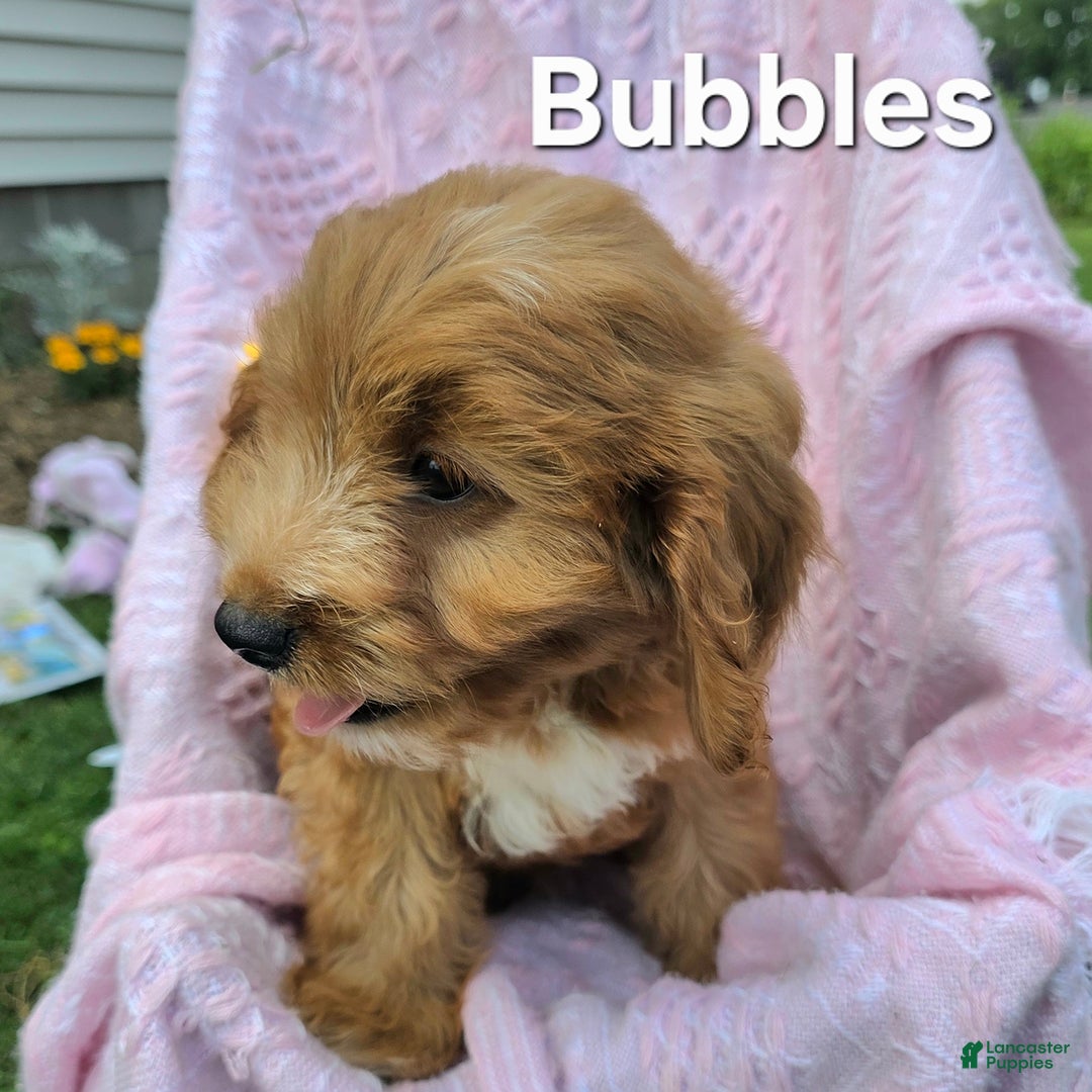 Cavapoo dogs for sale: Bubbles - Image 2