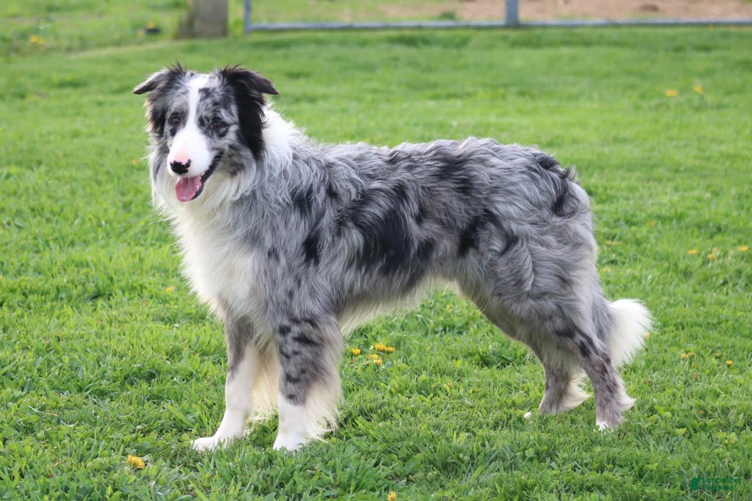 Border Collie dogs for sale: Kingston - Image 10