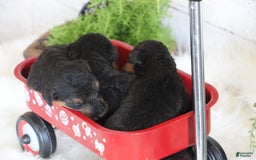 Airedale Terrier dogs for sale: Alex - Image 5