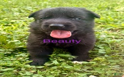 German Shepherd dogs for sale: Beauty - Image 1