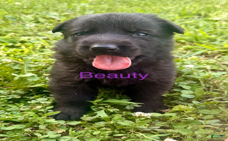 German Shepherd dogs for sale - Ad 1