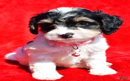 Cavapoo dogs for sale: Bridget - Image 1