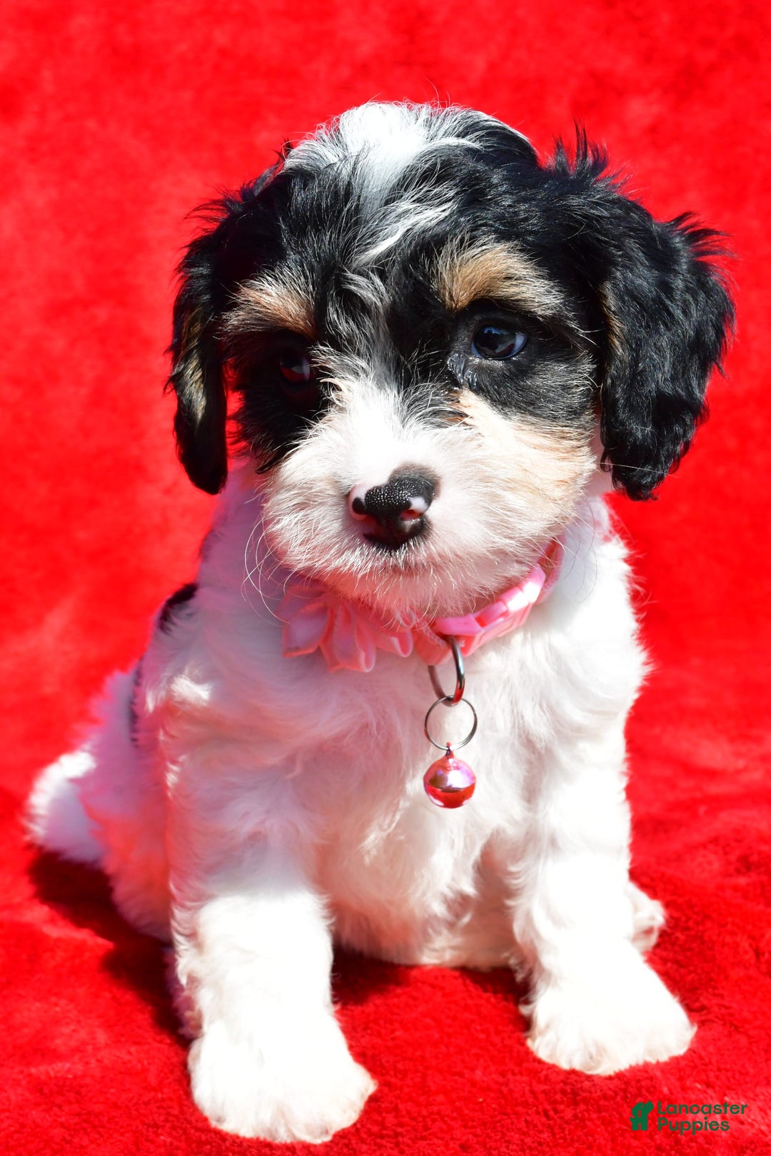 Cavapoo dogs for sale: Bridget - Image 1