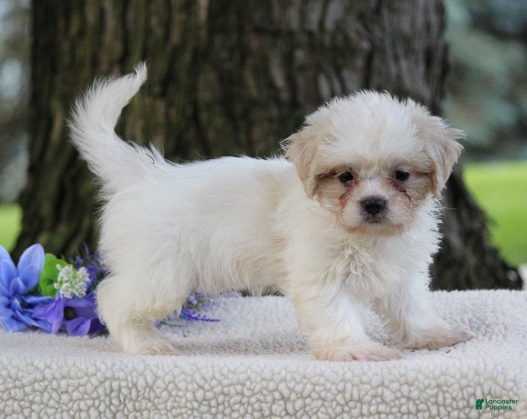 Shih Tzu dogs for sale: Clara - Image 5