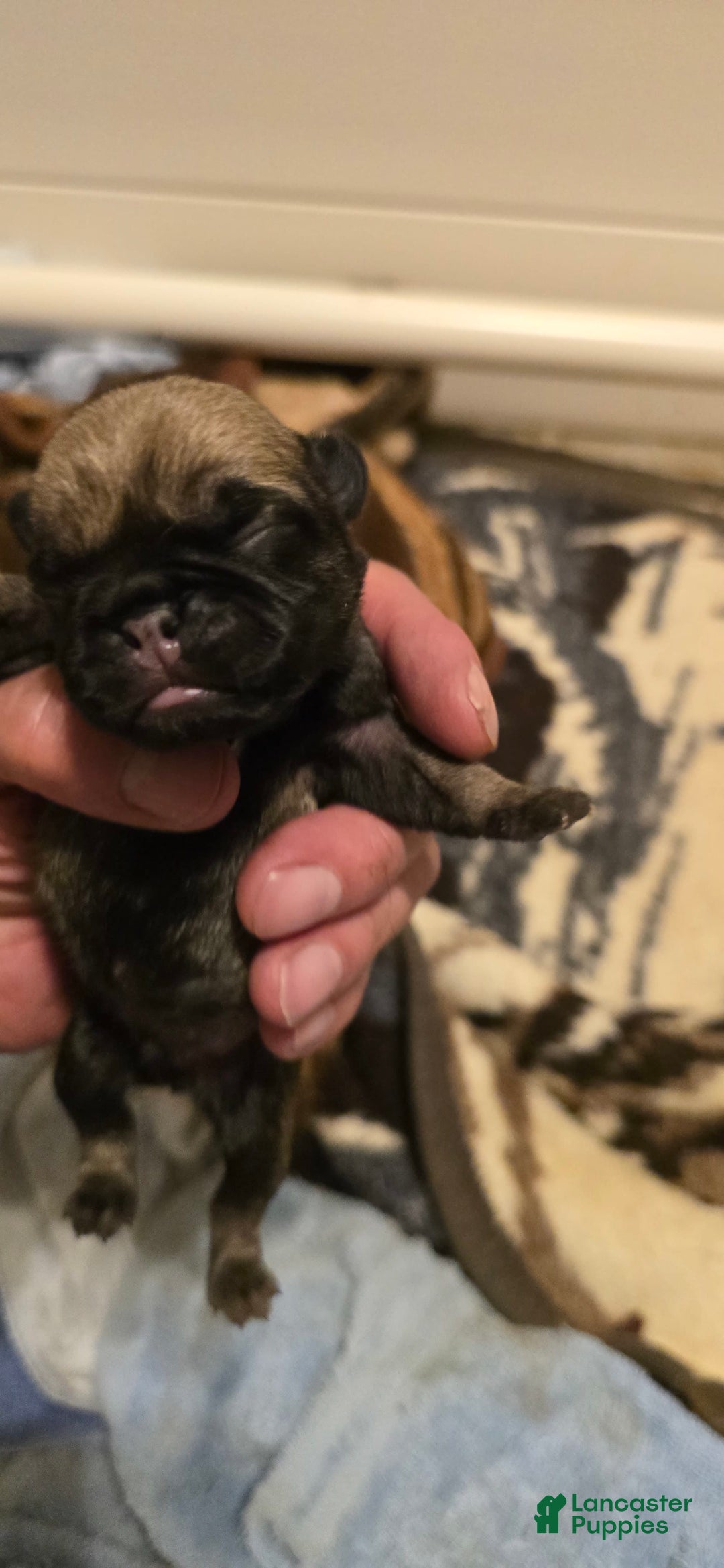 Pug dogs for sale: Dwight - Image 3