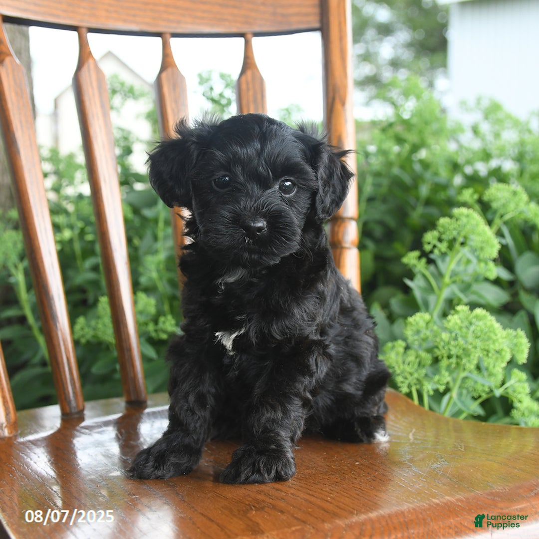 Teddy Bear dogs for sale: Zane - Image 5