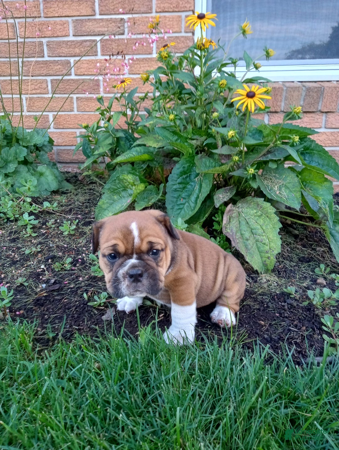 Olde English Bulldogge dogs for sale: Milo - Image 6