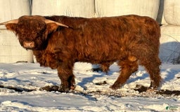 Mixed Breed dogs for sale: Abercrombie - Image 2