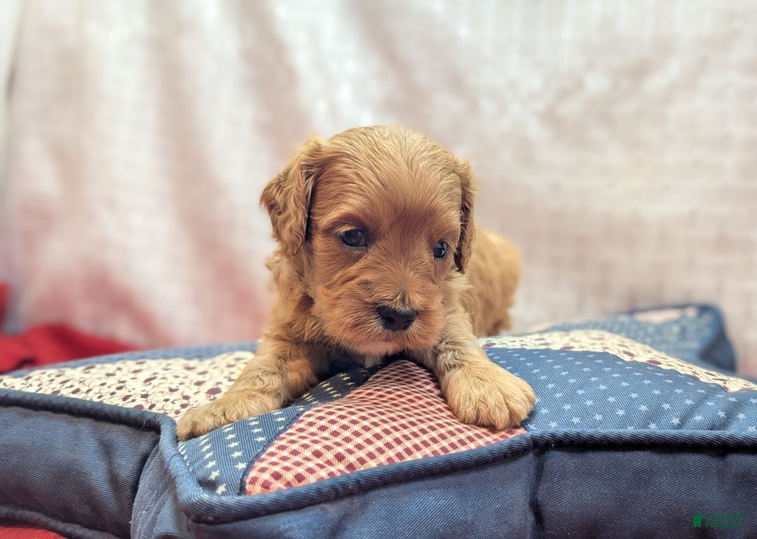 Cavapoo dogs for sale: Apollo - Image 11